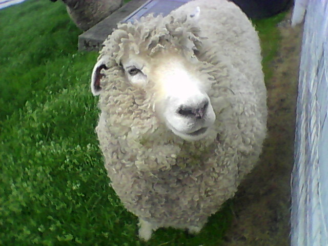 Sheep closeup